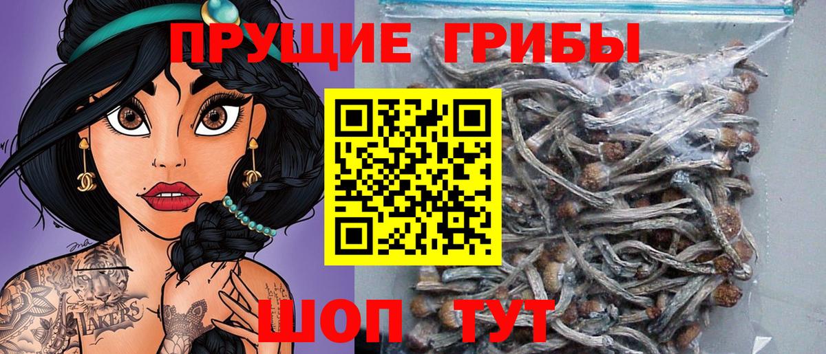Псилоцибиновые грибы Psilocybe Егорьевск